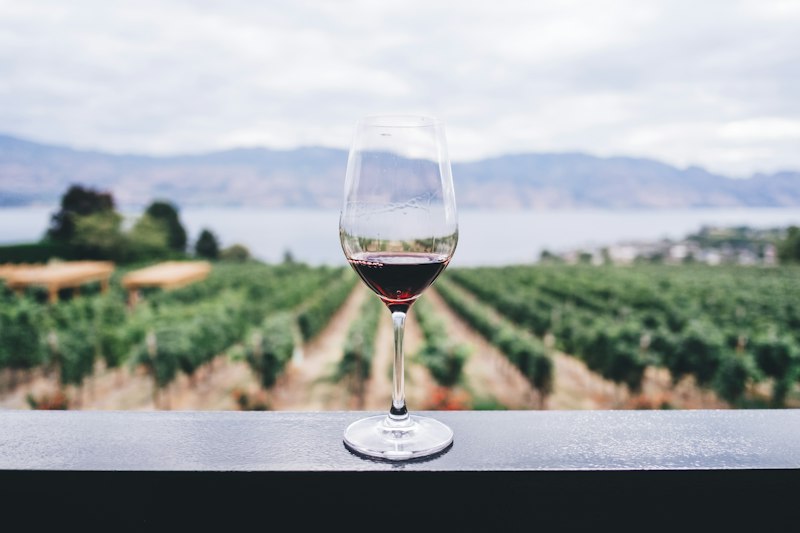 Vineyard guide